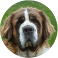 life.with.kostek.dog